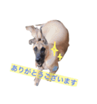 Great Dane（個別スタンプ：8）