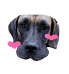 Great Dane（個別スタンプ：9）