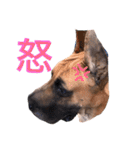 Great Dane（個別スタンプ：11）