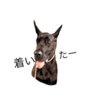 Great Dane（個別スタンプ：14）