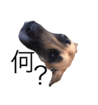 Great Dane（個別スタンプ：16）