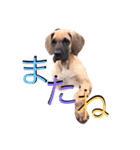 Great Dane（個別スタンプ：19）