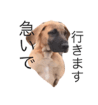 Great Dane（個別スタンプ：20）