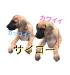 Great Dane（個別スタンプ：21）