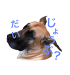 Great Dane（個別スタンプ：23）