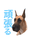 Great Dane（個別スタンプ：27）