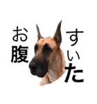 Great Dane（個別スタンプ：28）