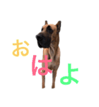 Great Dane（個別スタンプ：29）