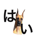 Great Dane（個別スタンプ：30）