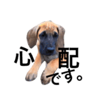Great Dane（個別スタンプ：31）