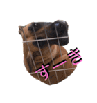 Great Dane（個別スタンプ：32）