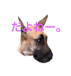 Great Dane（個別スタンプ：33）