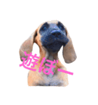 Great Dane（個別スタンプ：35）