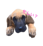 Great Dane（個別スタンプ：37）