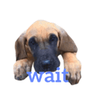 Great Dane（個別スタンプ：38）