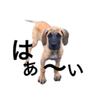Great Dane（個別スタンプ：40）