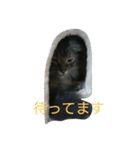 イヱネコ（個別スタンプ：2）