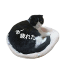 イヱネコ（個別スタンプ：3）