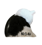 イヱネコ（個別スタンプ：7）