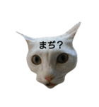 イヱネコ（個別スタンプ：9）