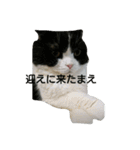 イヱネコ（個別スタンプ：10）