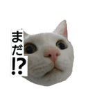 イヱネコ（個別スタンプ：12）