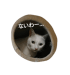イヱネコ（個別スタンプ：17）