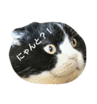 イヱネコ（個別スタンプ：22）