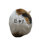 イヱネコ（個別スタンプ：23）