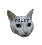 イヱネコ（個別スタンプ：32）