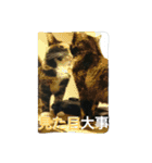 イヱネコ（個別スタンプ：35）