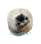 パグのチッチ俺のスタンプ 1（個別スタンプ：4）