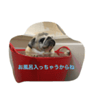 パグのチッチ俺のスタンプ 1（個別スタンプ：5）