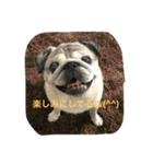 パグのチッチ俺のスタンプ 1（個別スタンプ：11）