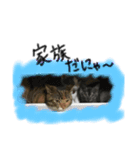 ネコちゃんスタンプ☆（個別スタンプ：8）