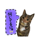 ネコちゃんスタンプ☆（個別スタンプ：14）