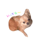 Love.pet 4（個別スタンプ：2）