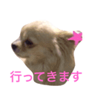 Love.pet 4（個別スタンプ：3）