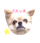 Love.pet 4（個別スタンプ：4）