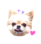 Love.pet 4（個別スタンプ：5）