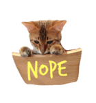 猫が言う言葉（個別スタンプ：1）