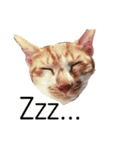 猫が言う言葉（個別スタンプ：2）