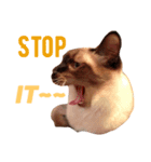 猫が言う言葉（個別スタンプ：3）