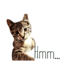 猫が言う言葉（個別スタンプ：5）