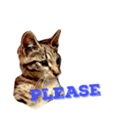 猫が言う言葉（個別スタンプ：7）