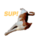 猫が言う言葉（個別スタンプ：8）