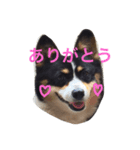 くるこ！（個別スタンプ：1）