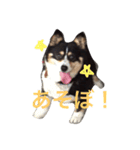 くるこ！（個別スタンプ：3）