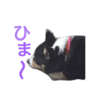 くるこ！（個別スタンプ：6）