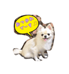 ロンちゃんの日常（個別スタンプ：2）